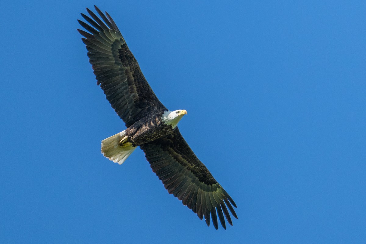 Bald Eagle - Karen Kreiger