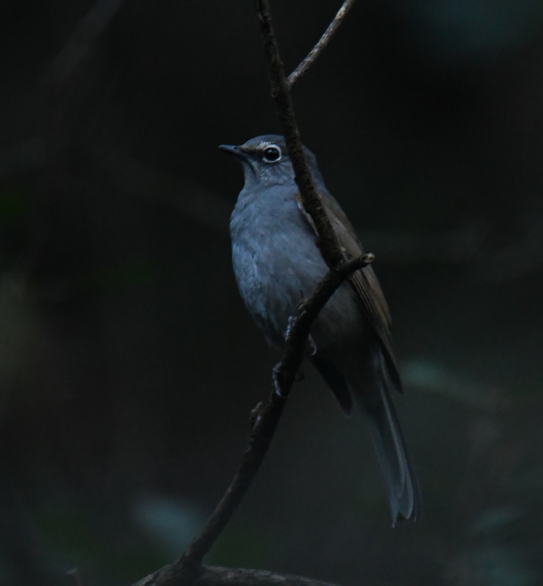 Brown-backed Solitaire - Leonardo Guzmán (Kingfisher Birdwatching Nuevo León)