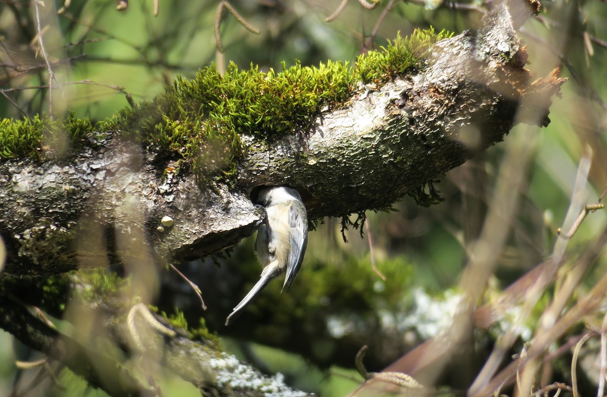 Black-capped Chickadee - Char Corkran