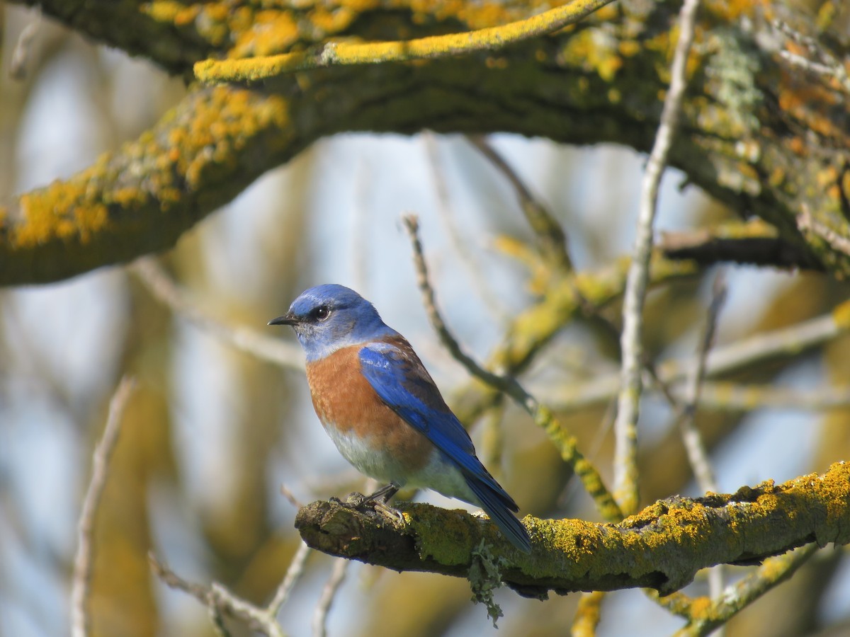 salašník západní - ML615336424