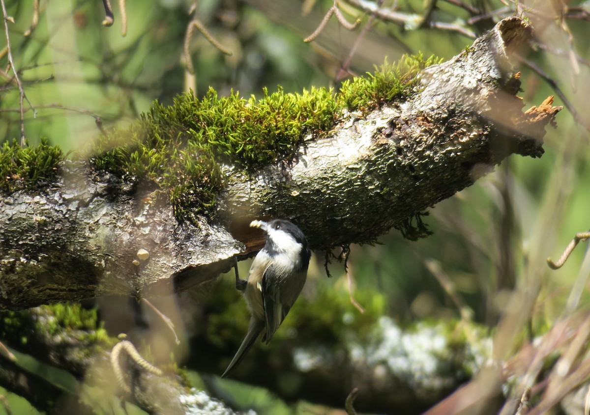 Black-capped Chickadee - ML615336426