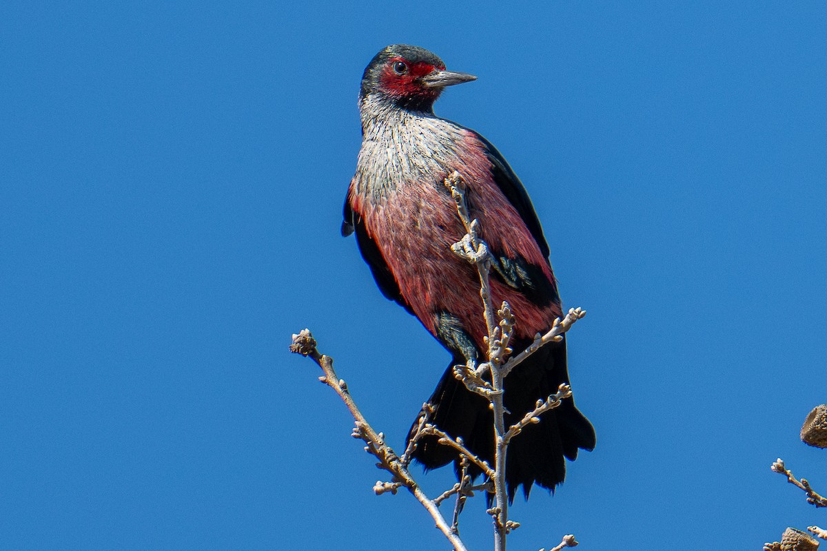 Lewis's Woodpecker - ML615336437