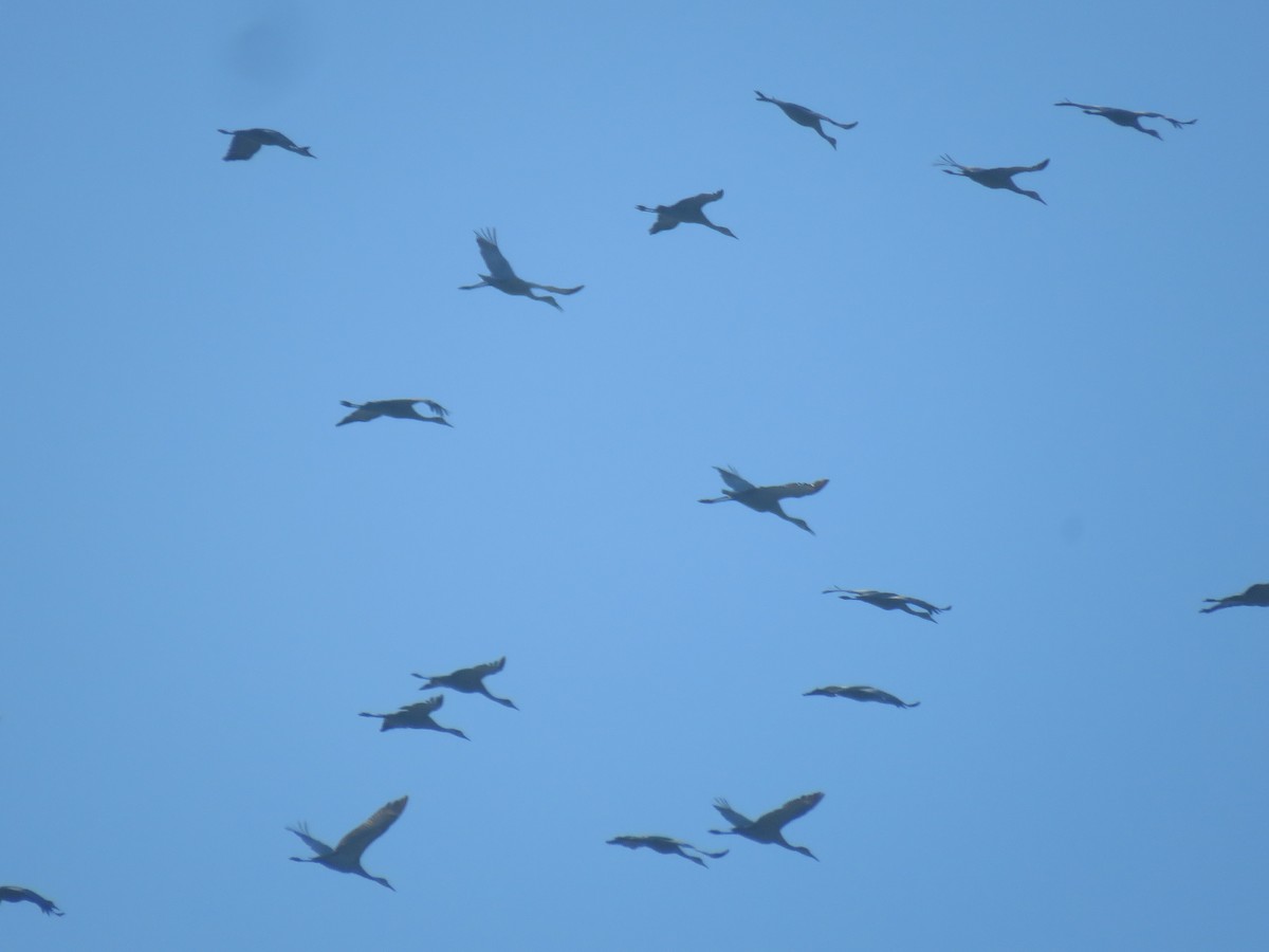 Sandhill Crane - ML615336439