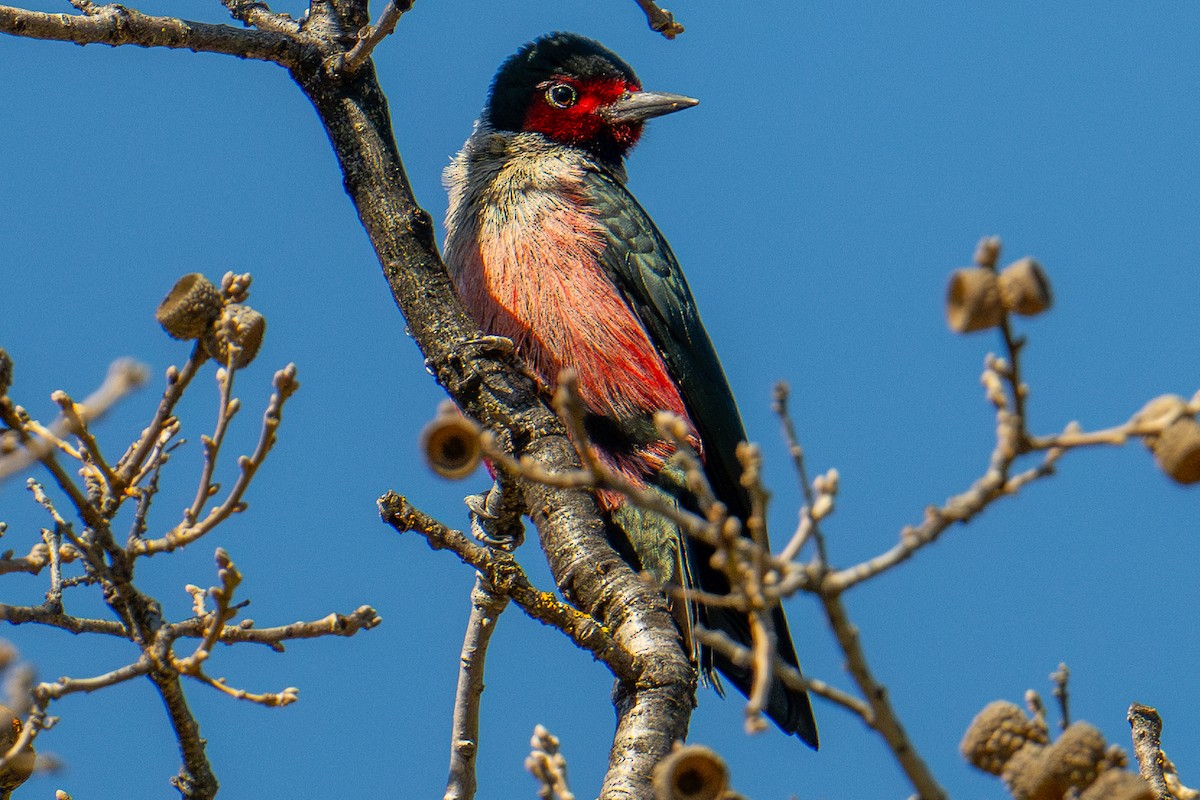 Lewis's Woodpecker - ML615336440