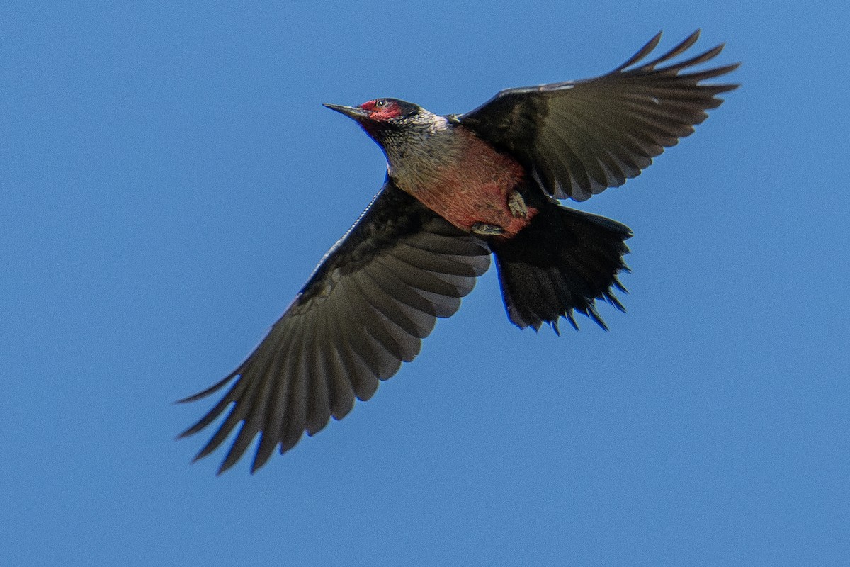 Lewis's Woodpecker - ML615336445