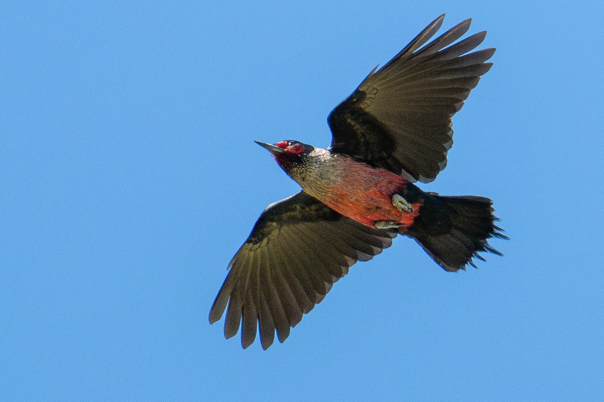 Lewis's Woodpecker - ML615336448