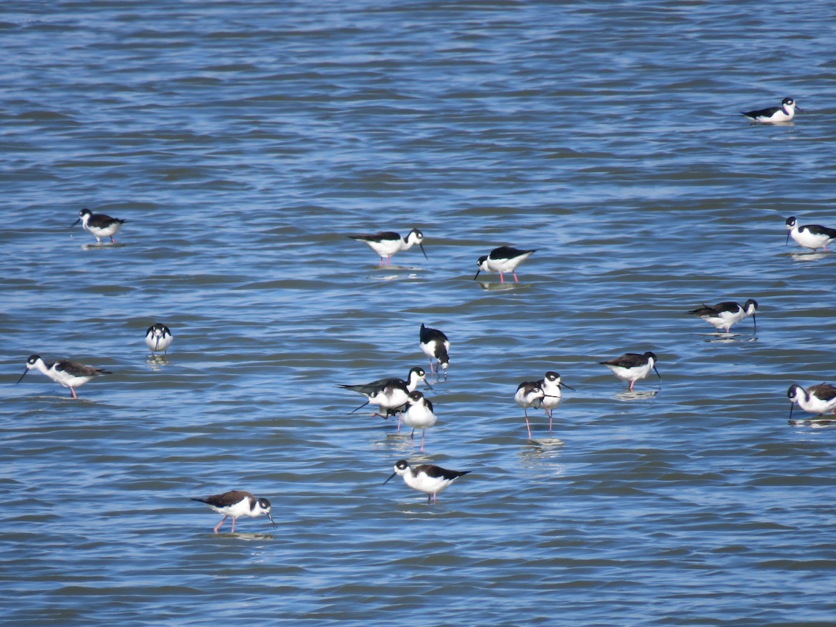 Black-necked Stilt - ML615336449