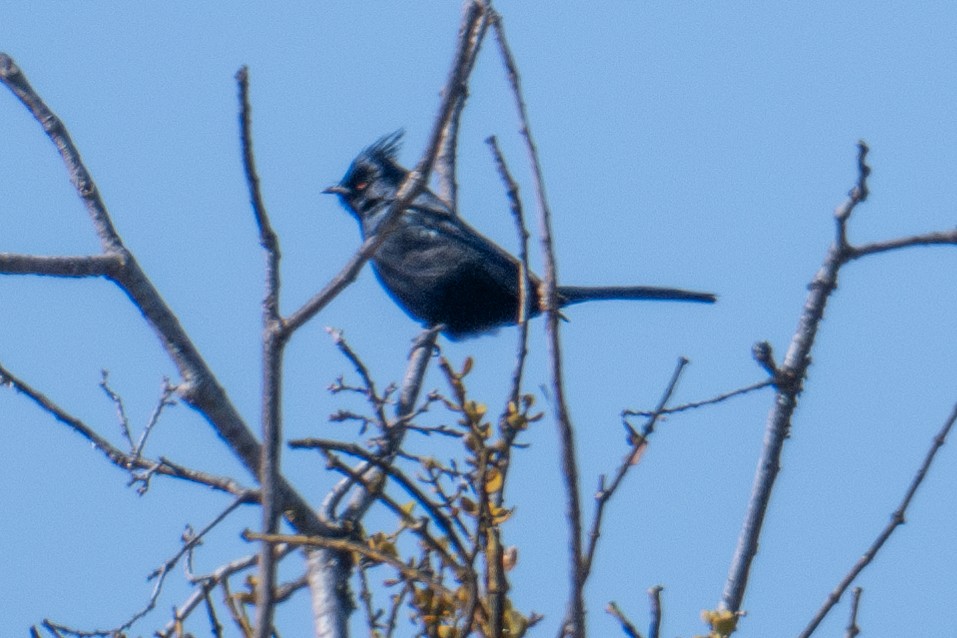 Phainopepla - ML615336451