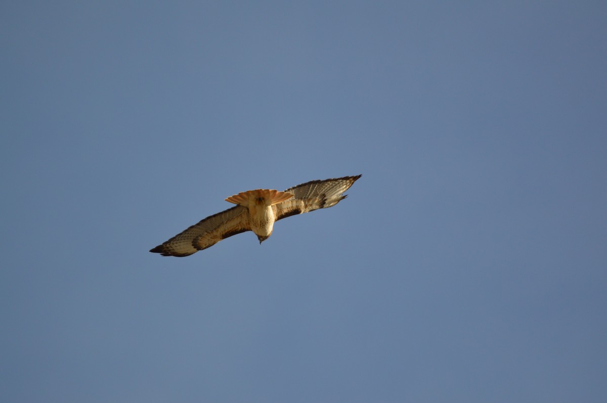 Red-tailed Hawk - Lael Rudisill