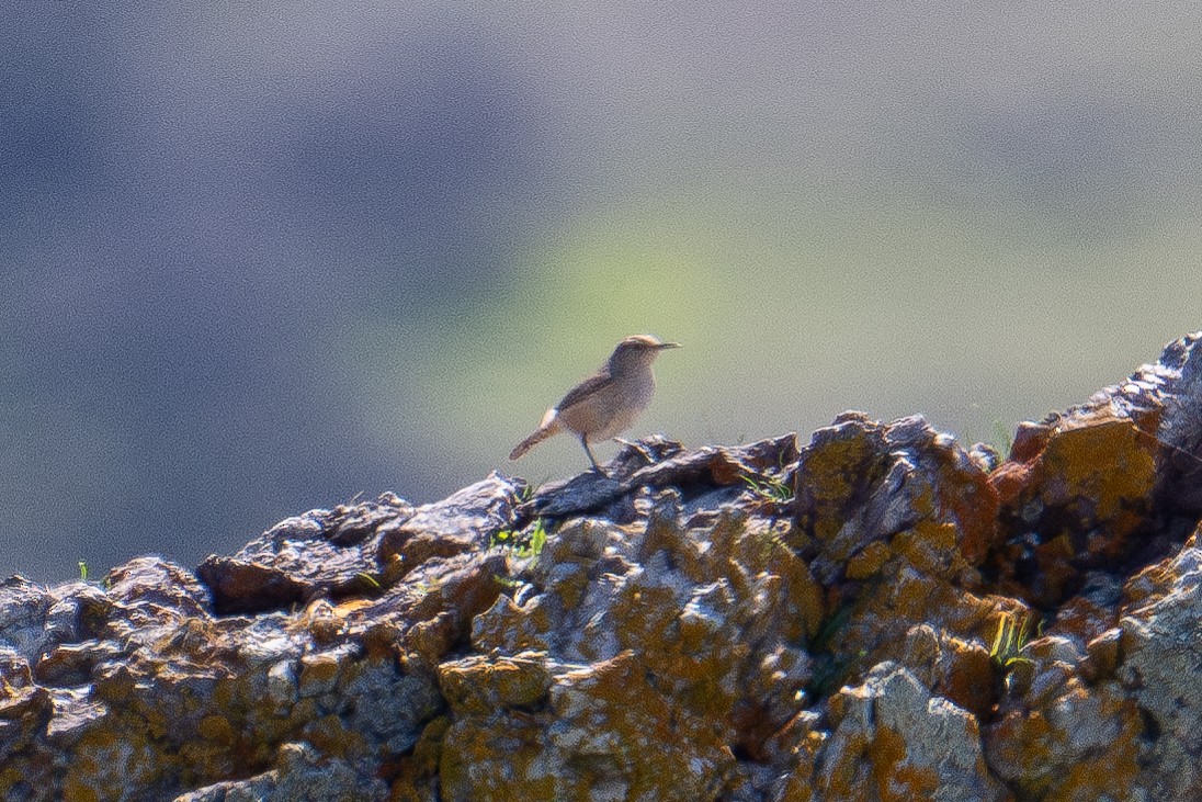 Rock Wren - ML615336457