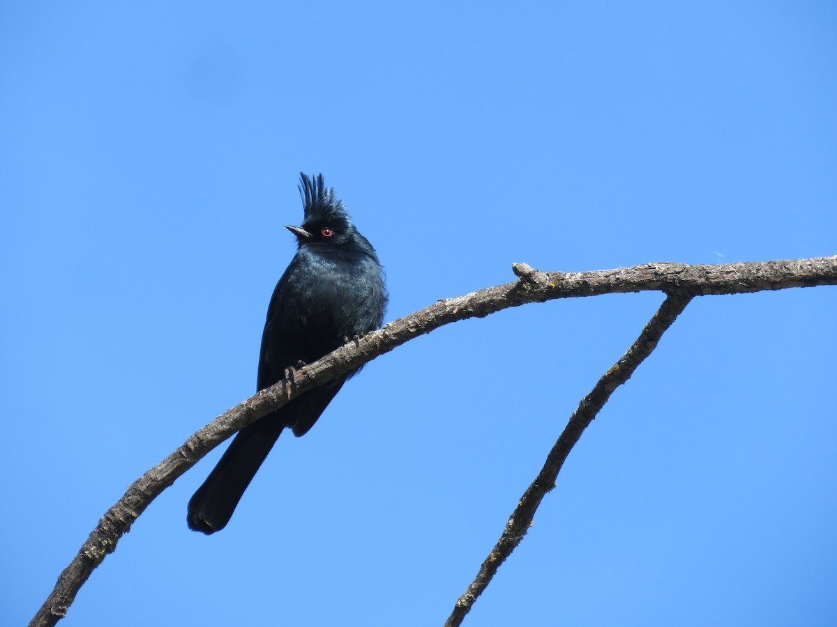 Phainopepla - ML615336459