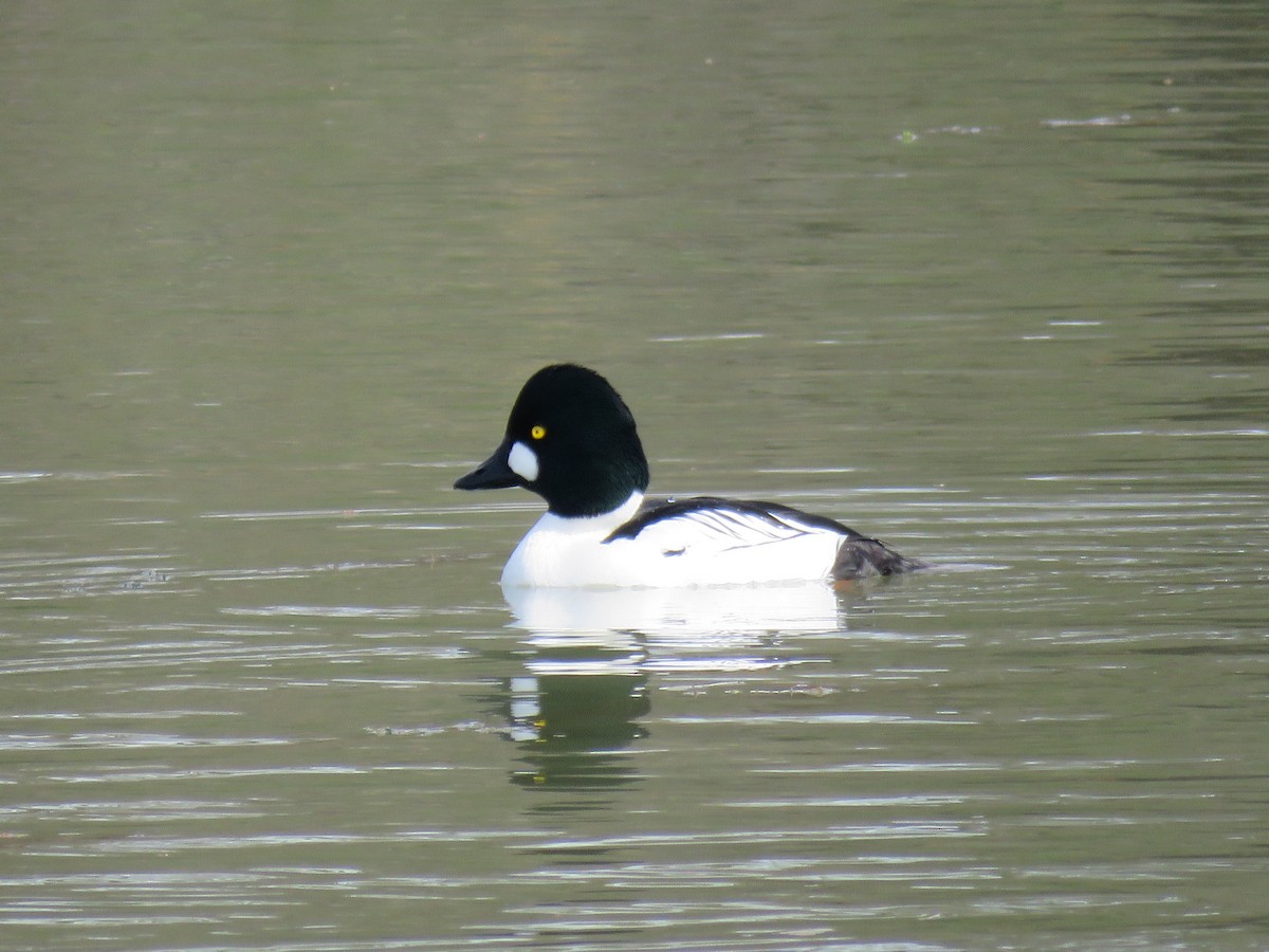 Common Goldeneye - ML615336467