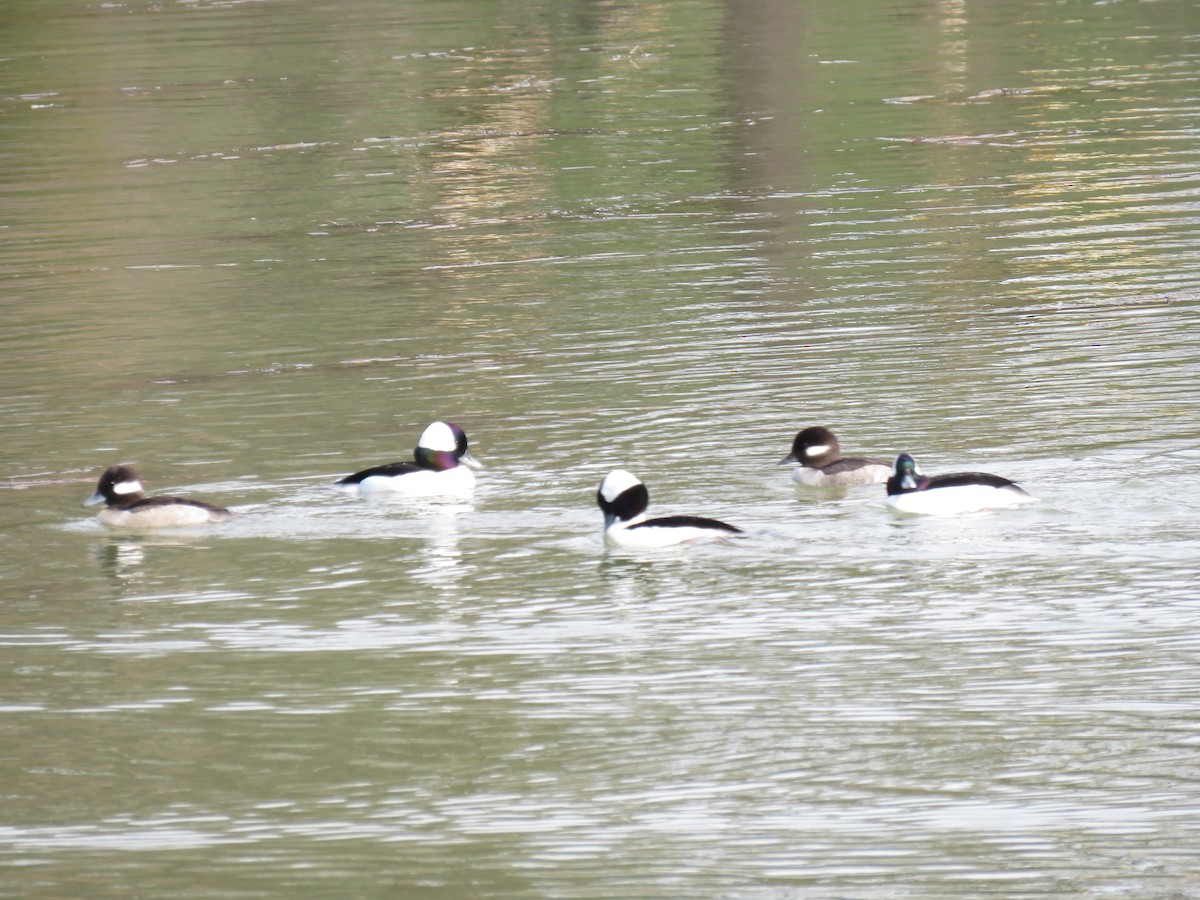 hohol bělavý - ML615336469