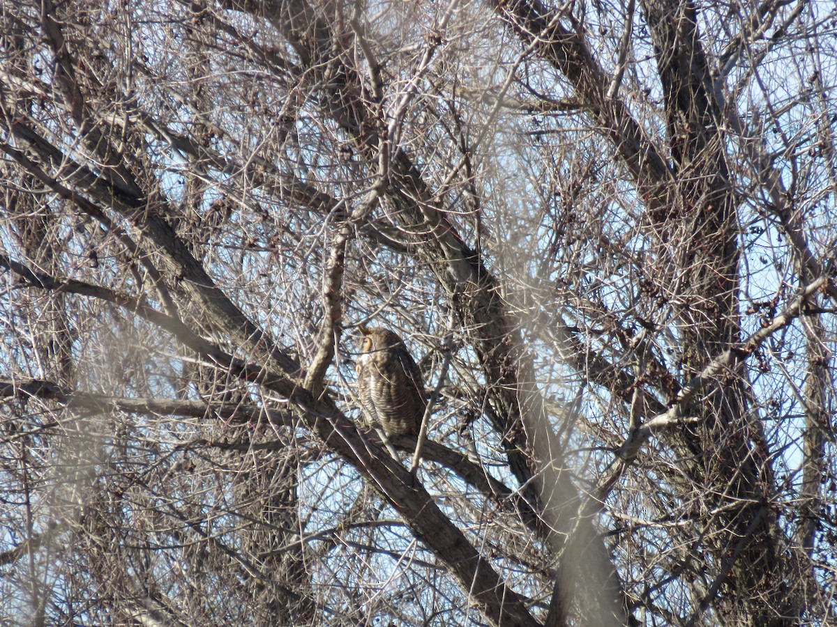 Great Horned Owl - ML615336494