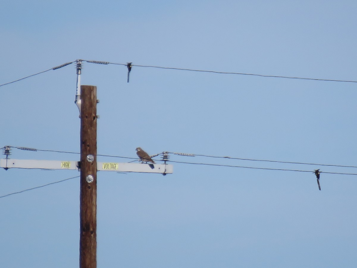 raroh prériový - ML615336499