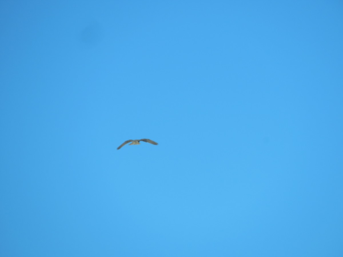 Prairie Falcon - ML615336504