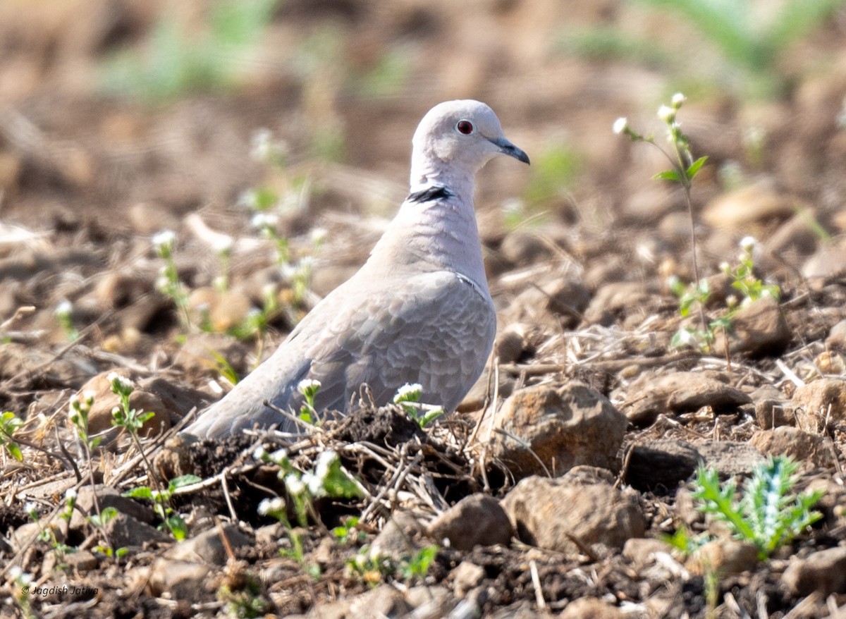 Eurasian Collared-Dove - Jagdish Jatiya