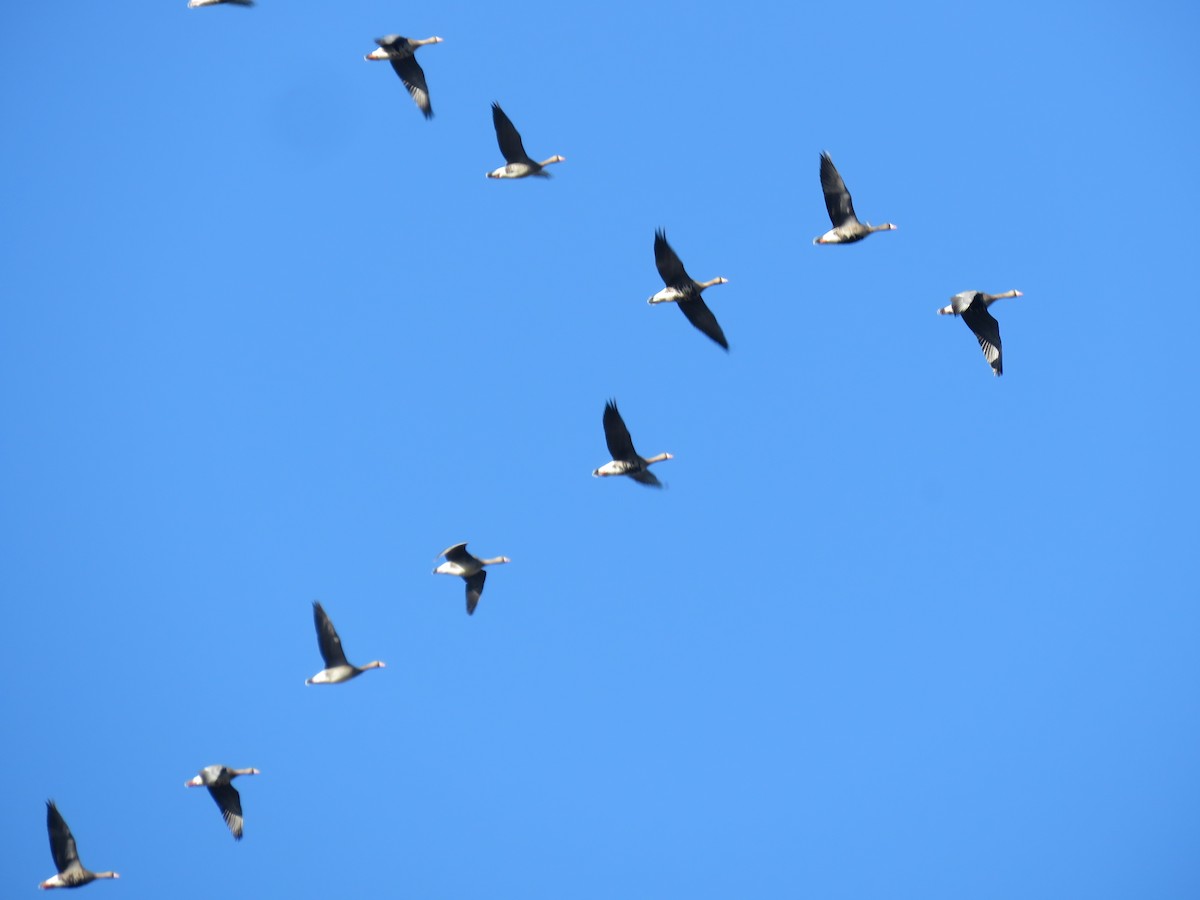 Greater White-fronted Goose - ML615336528