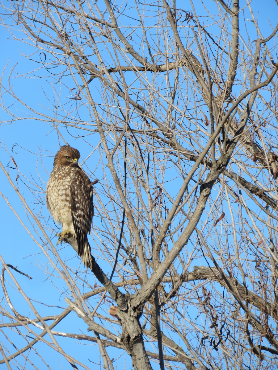 Red-shouldered Hawk - Becca Nelson