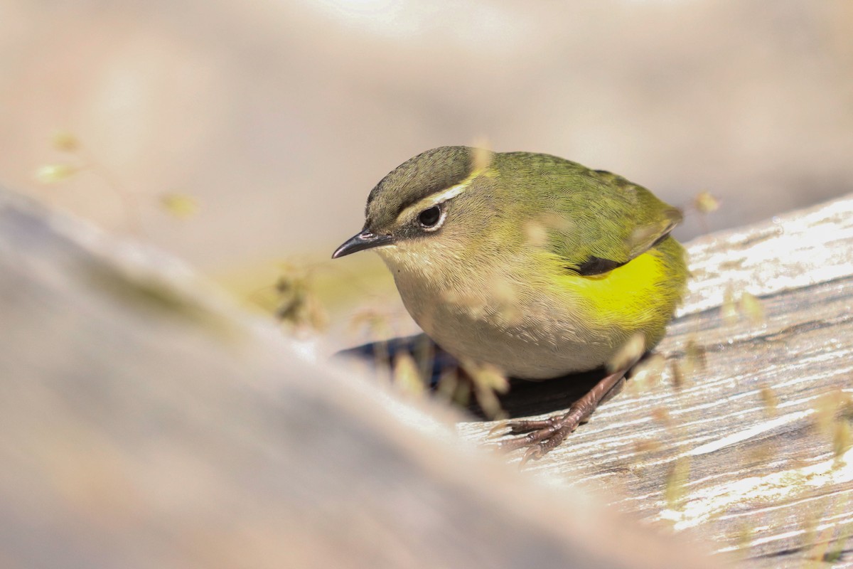 South Island Wren - Bradley Shields