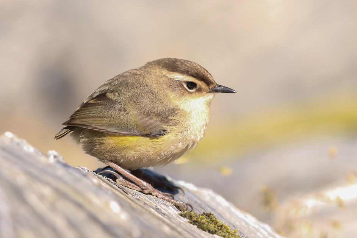 South Island Wren - Bradley Shields