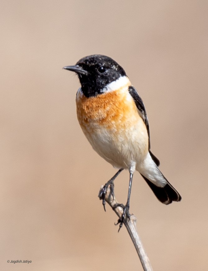 Siberian Stonechat - Jagdish Jatiya