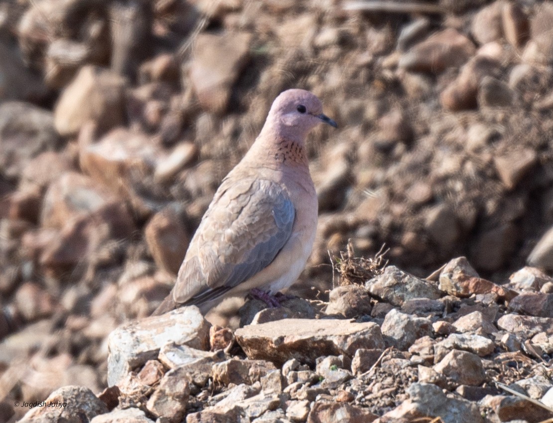 Laughing Dove - ML615336595