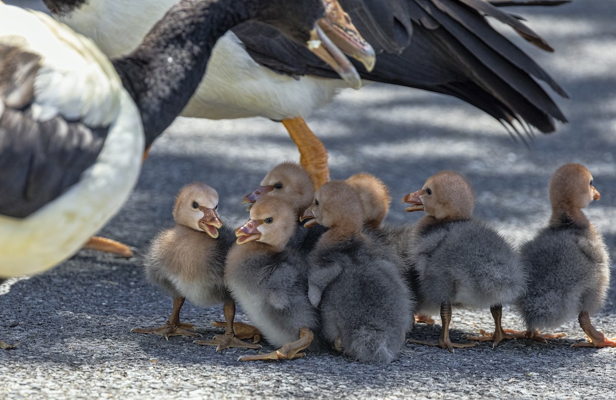 Magpie Goose - ML615336630