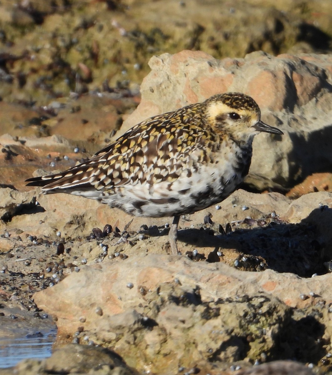 Pacific Golden-Plover - Richard Letheby