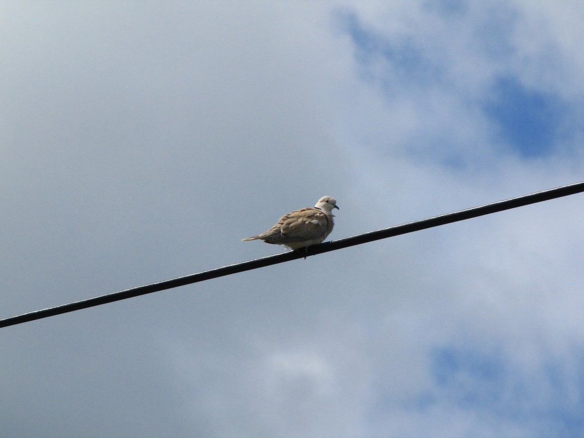 African Collared-Dove (Domestic type or Ringed Turtle-Dove) - ML615336684