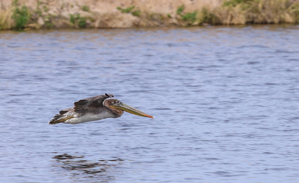 Brown Pelican - ML615336688