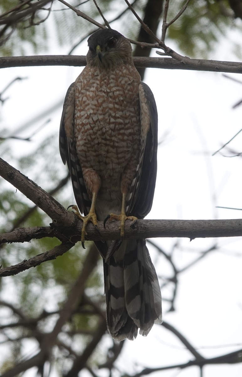 Cooper's Hawk - ML615336713