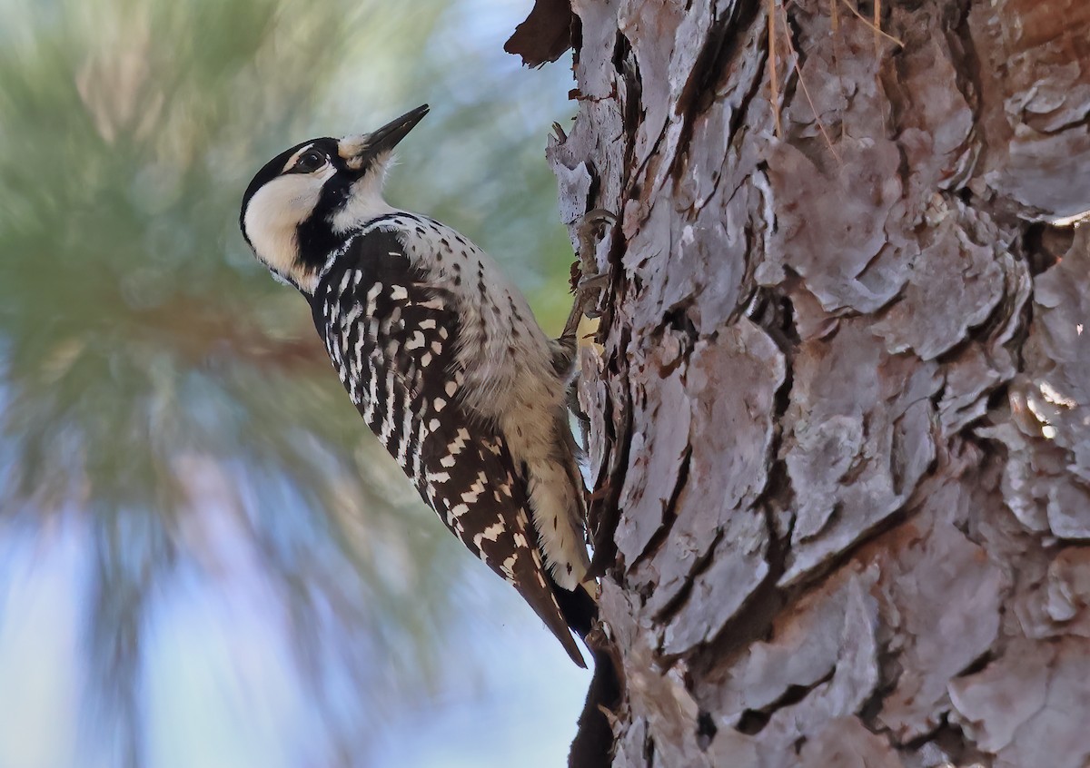 Red-cockaded Woodpecker - ML615336729