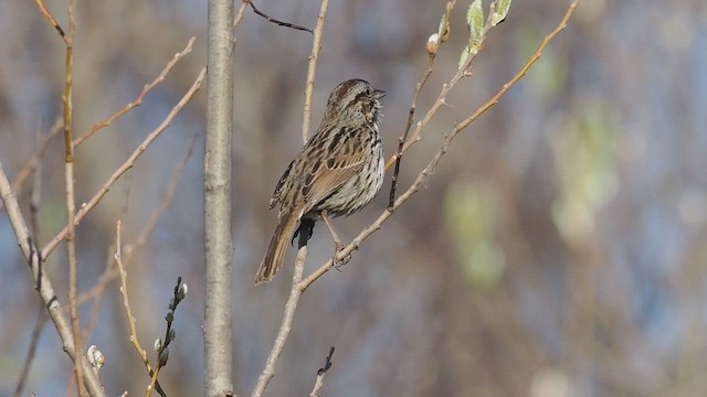 Song Sparrow - ML615336735