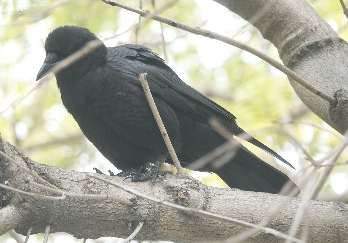 American Crow - ML615336739