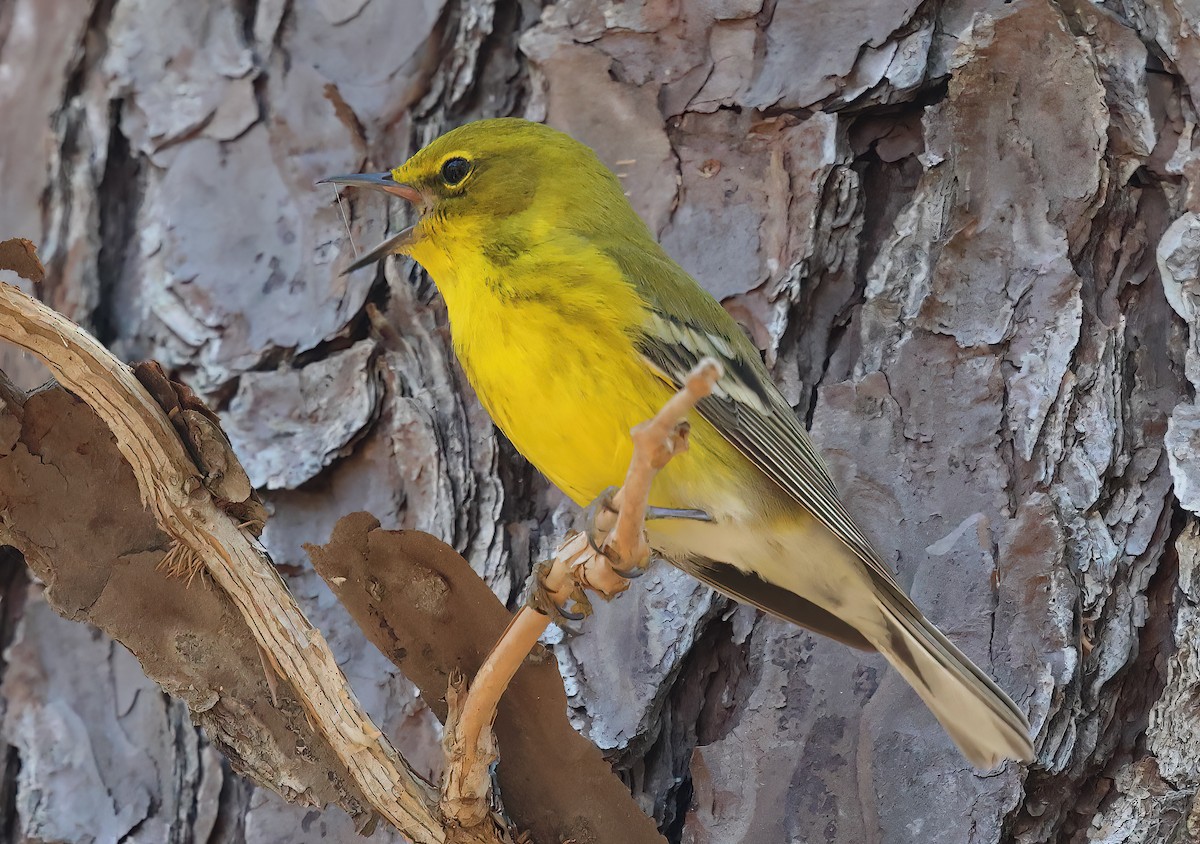 Pine Warbler - ML615336743