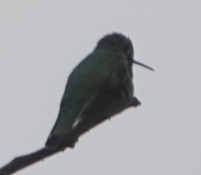 Anna's Hummingbird - ML615336750