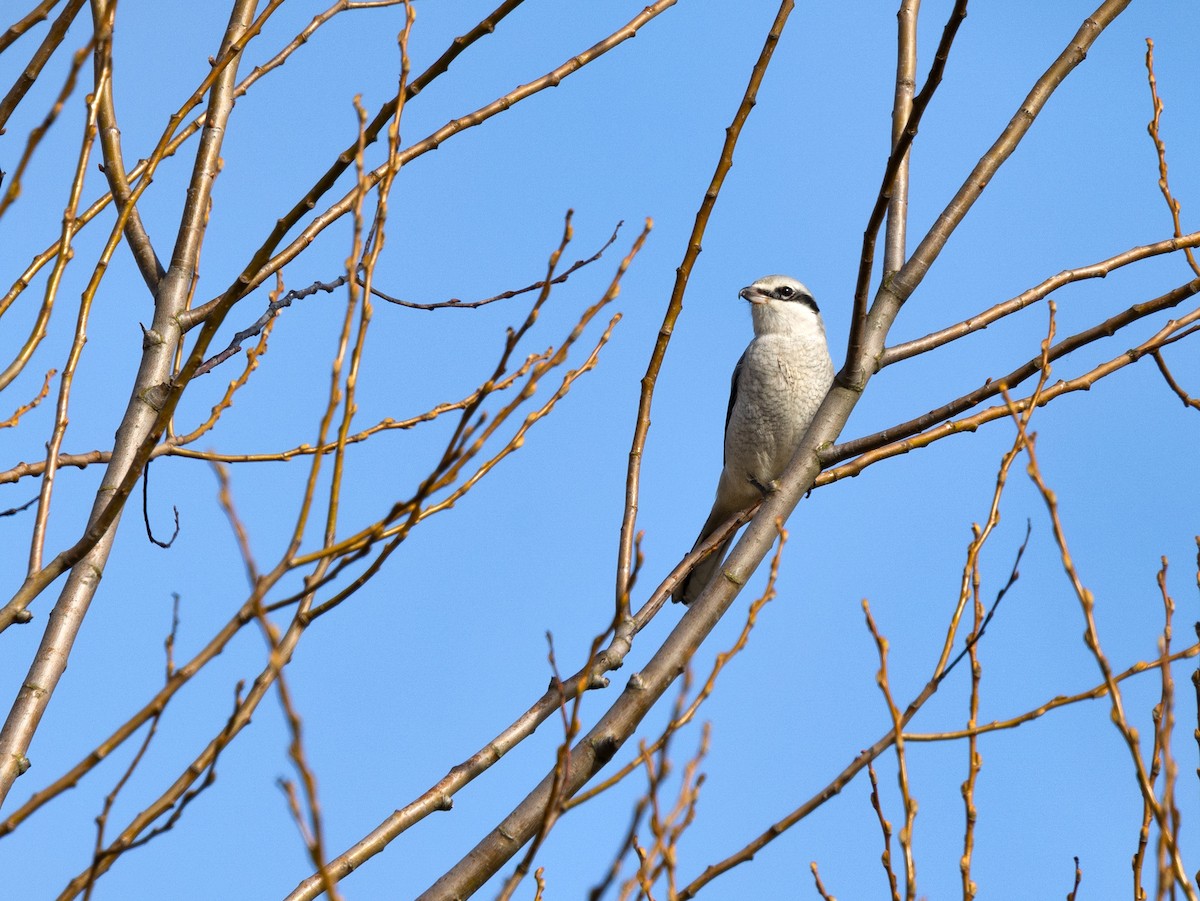 Northern Shrike - Ken Pitts