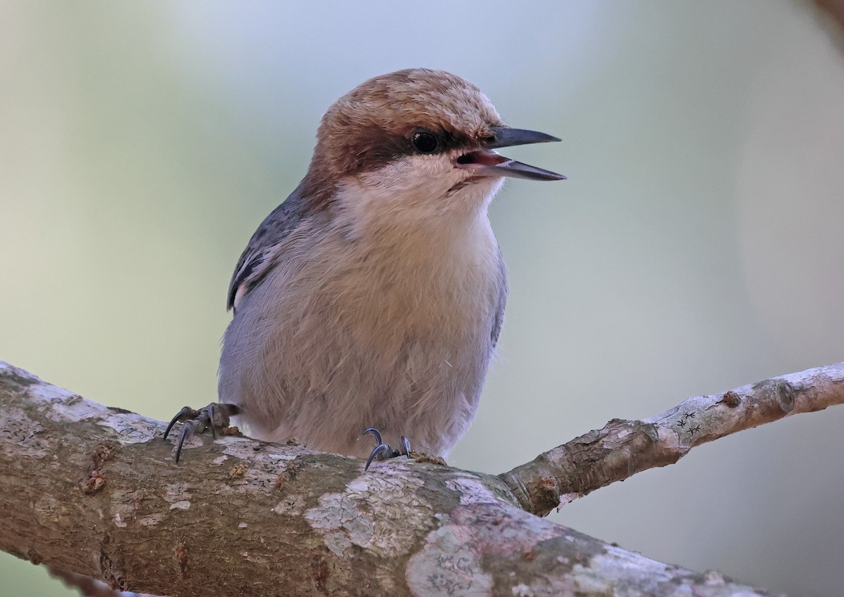 Brown-headed Nuthatch - ML615336767