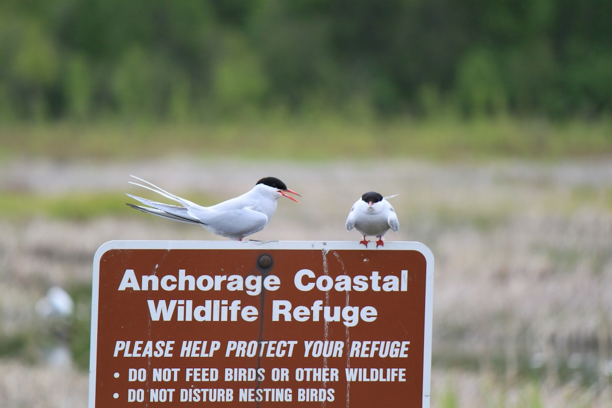 Arctic Tern - ML615336813