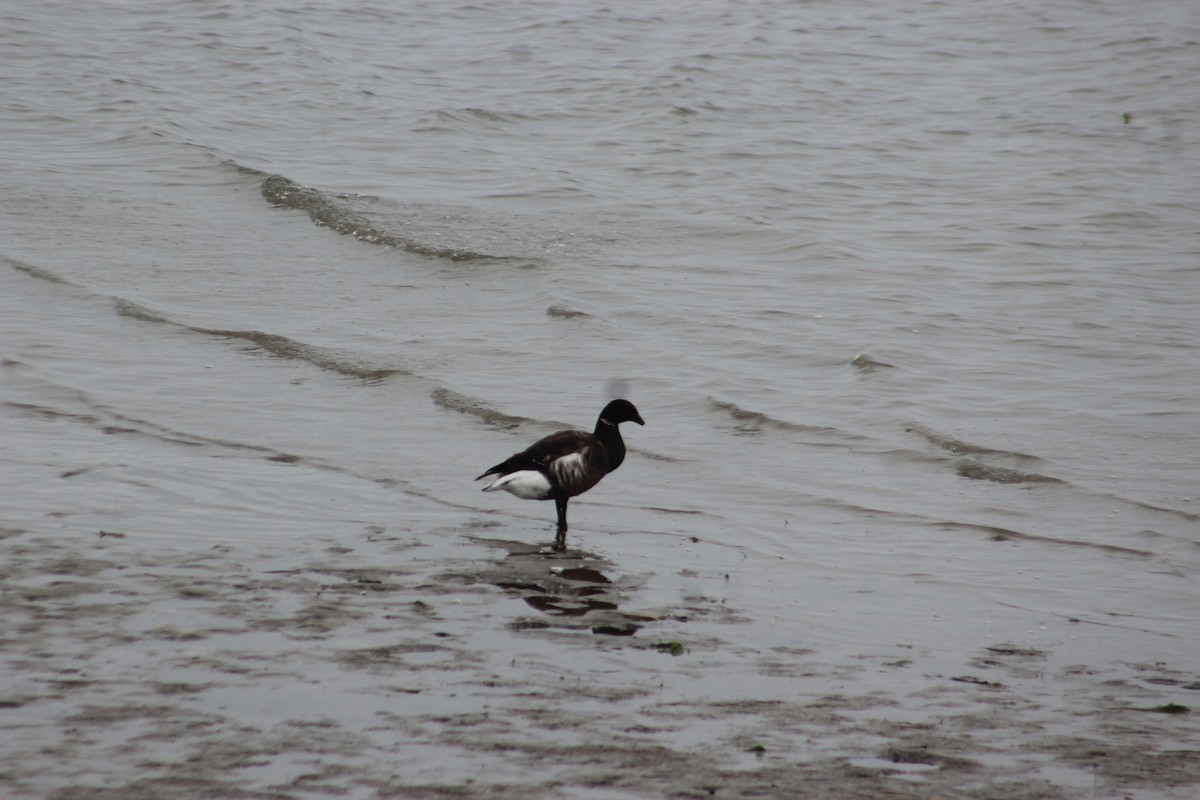 Brant - ML615336853