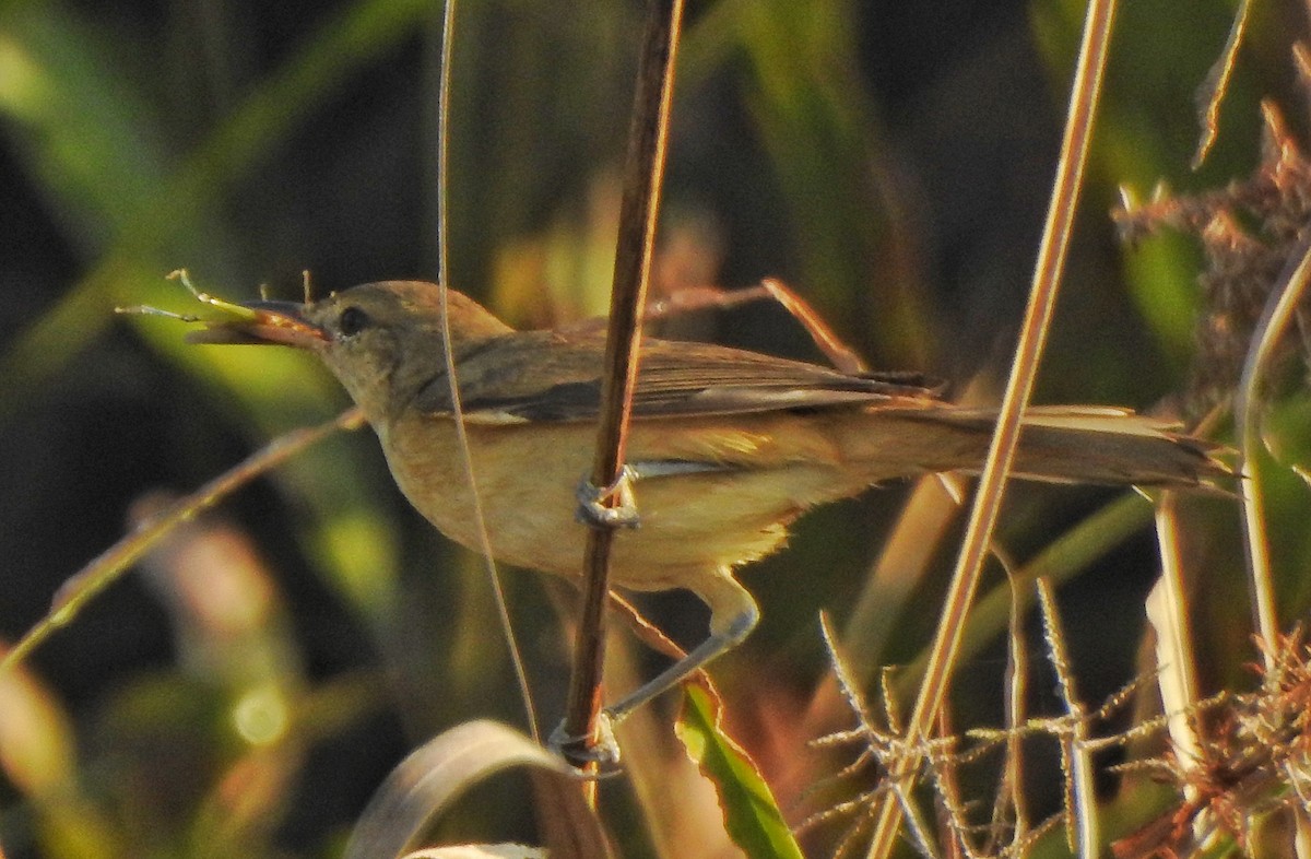 Booted Warbler - ML615336969