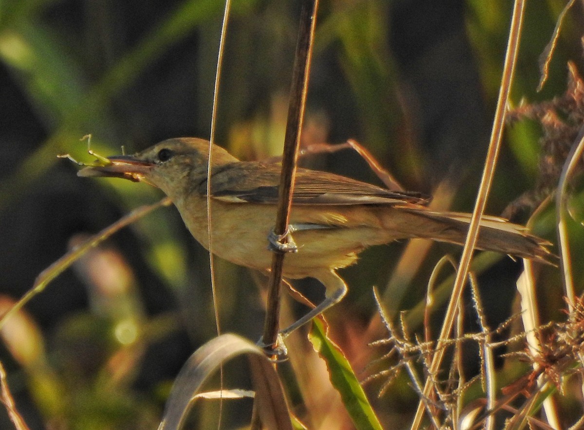 Booted Warbler - ML615336970