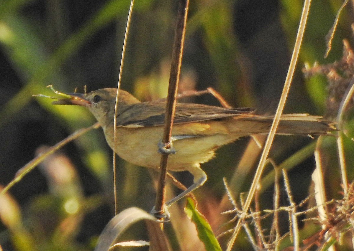 Booted Warbler - ML615336971