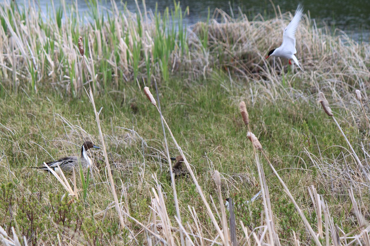 Arctic Tern - ML615336974