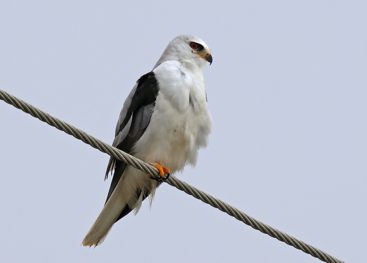 White-tailed Kite - ML615337019