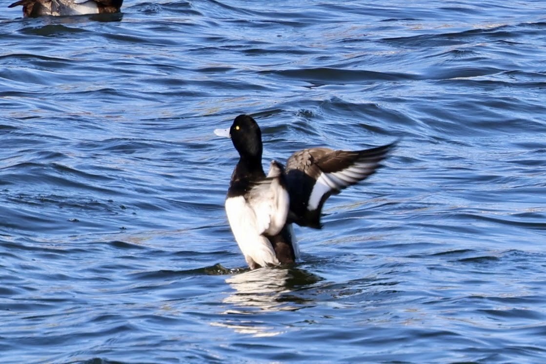 Lesser Scaup - ML615337028