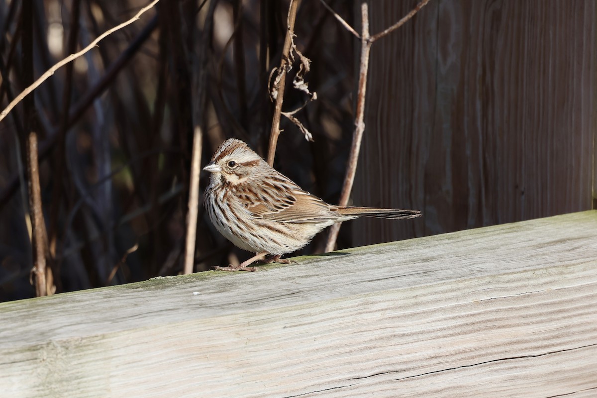 Song Sparrow - ML615337040