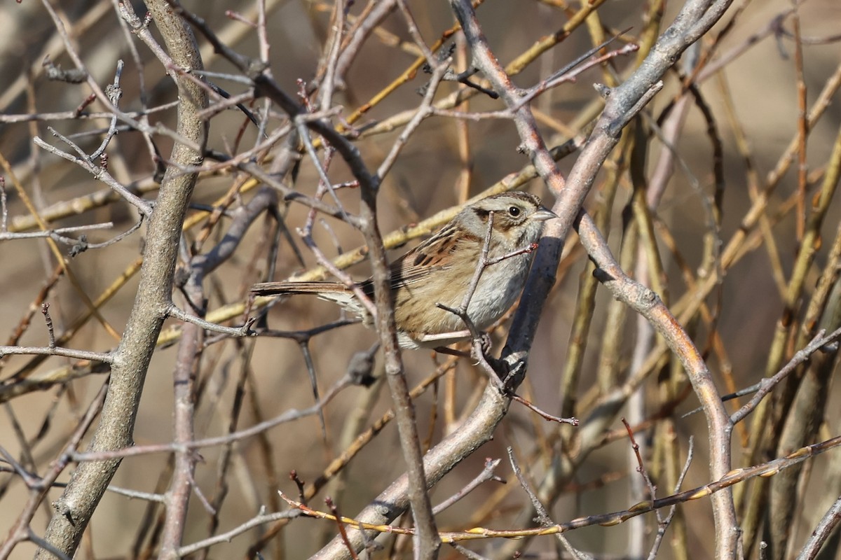 Swamp Sparrow - ML615337047