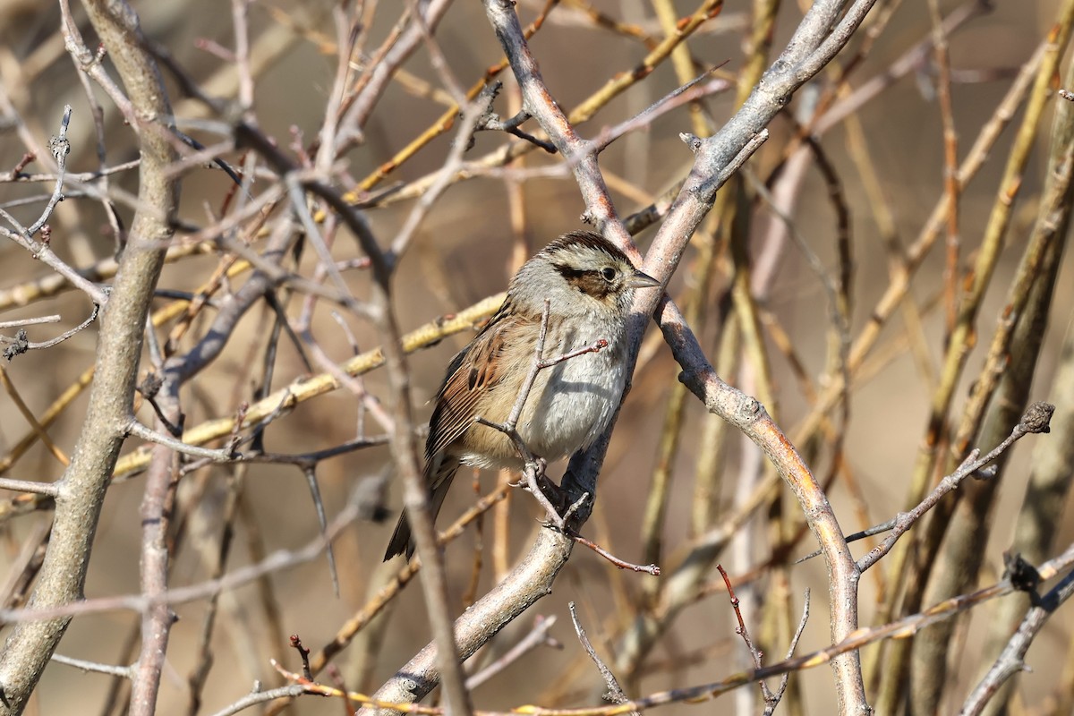 Swamp Sparrow - ML615337048